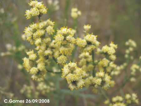 Baccharis articulata