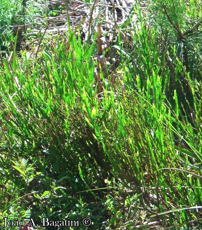 Baccharis articulata