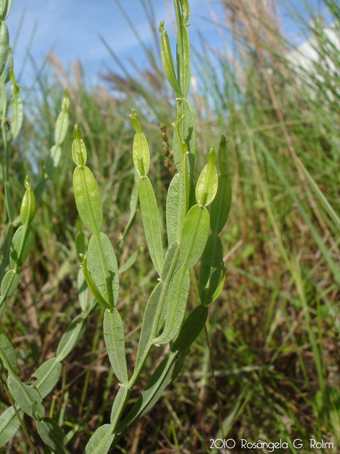 Baccharis articulata