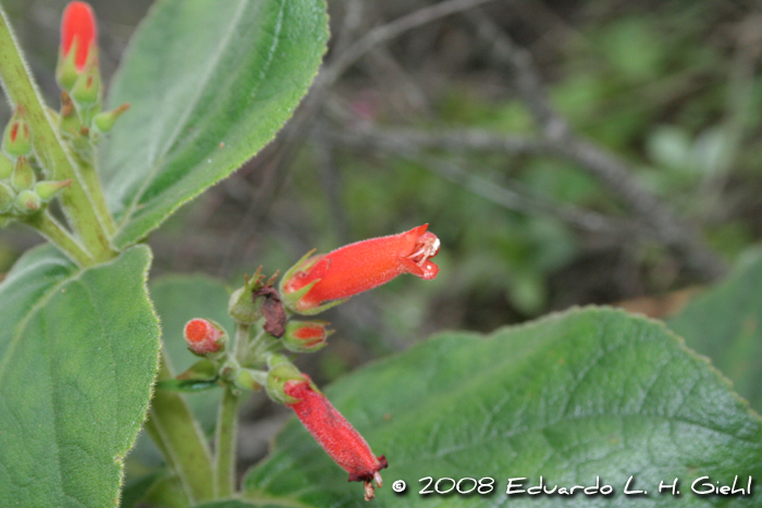 Sinningia macrostachya