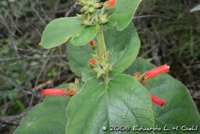 Sinningia macrostachya