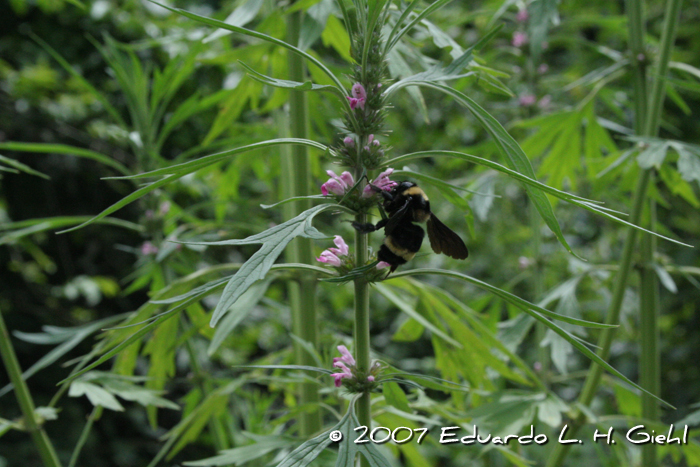 Leonurus japonicus