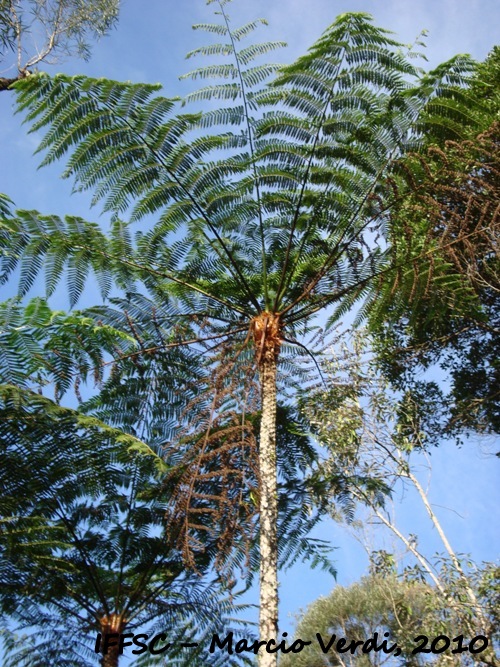 Cyathea delgadii