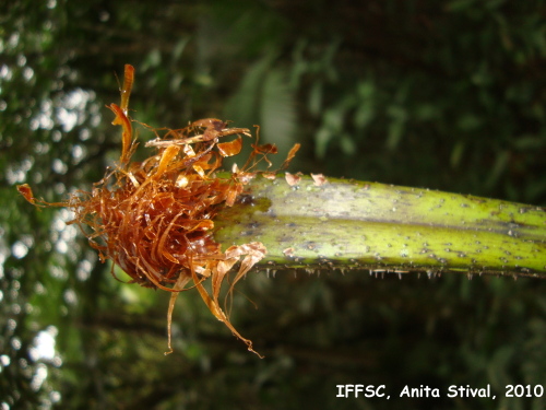 Cyathea delgadii