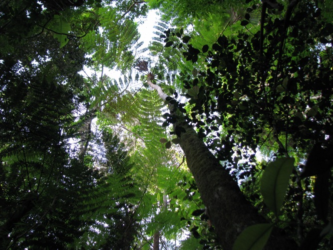 Cyathea delgadii