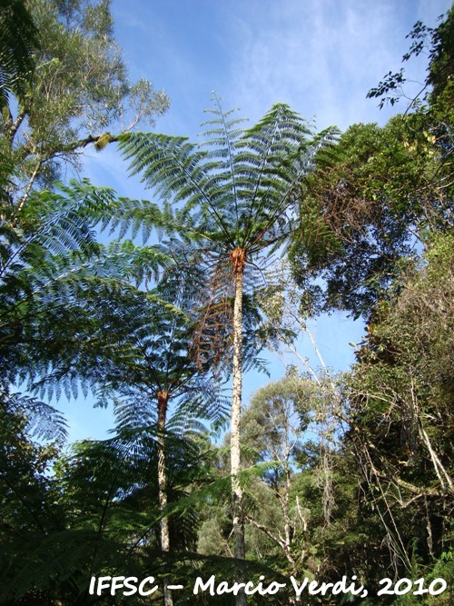 Cyathea delgadii