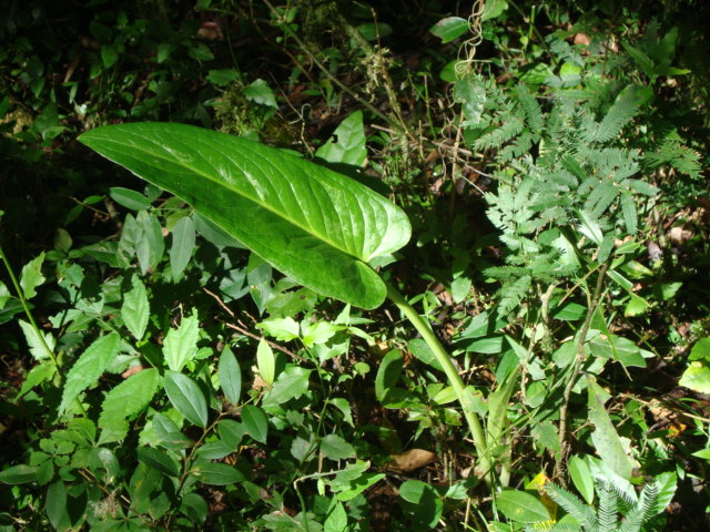 Mangonia tweedieana