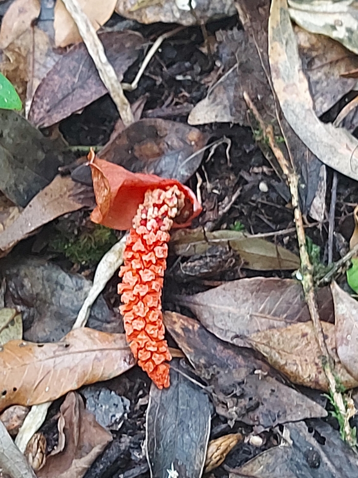 Mangonia tweedieana