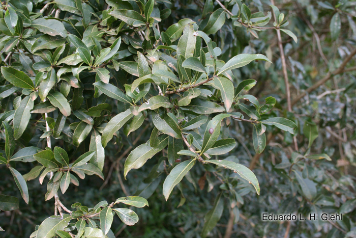 Cordia americana