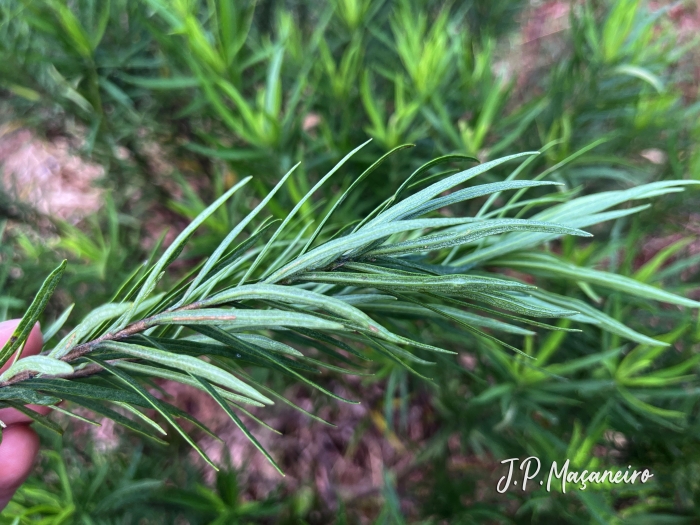 Baccharis aliena