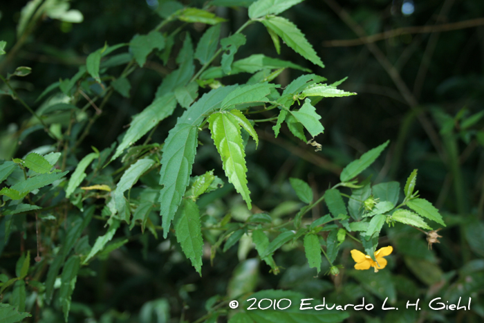 Pavonia sepium