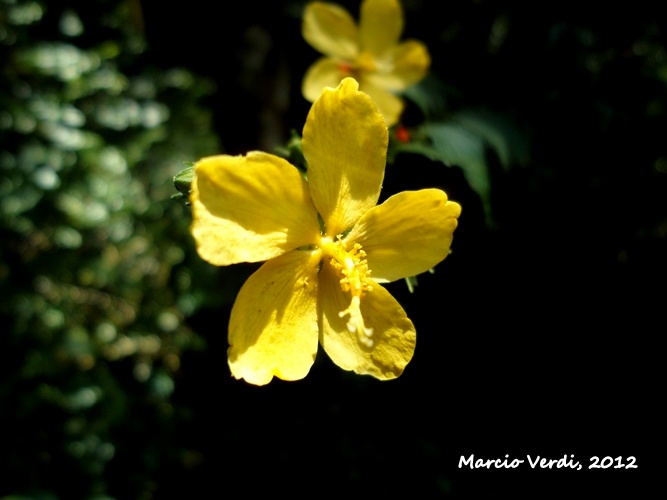 Pavonia sepium