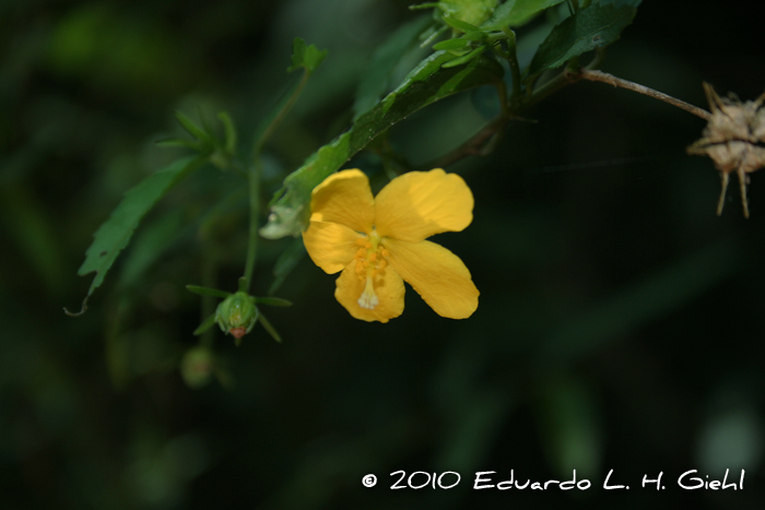 Pavonia sepium