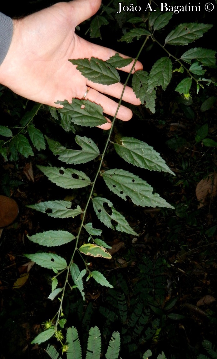 Pavonia sepium