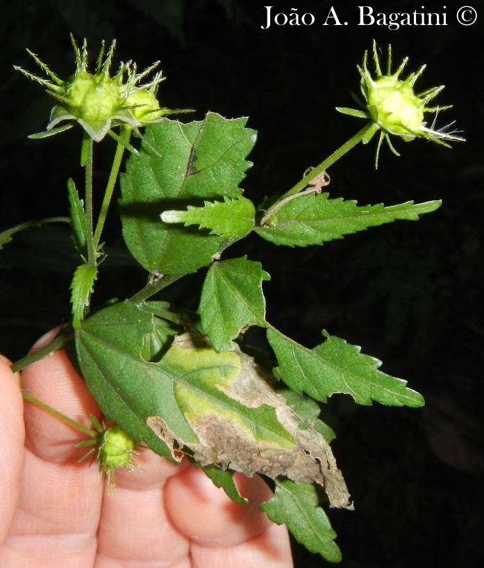 Pavonia sepium