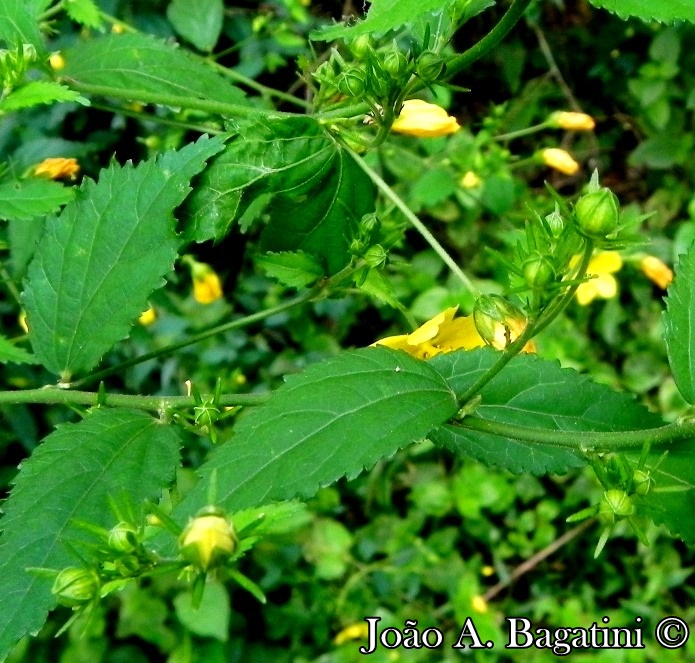 Pavonia sepium