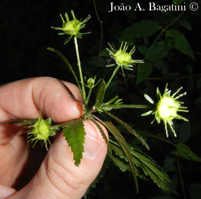 Pavonia sepium