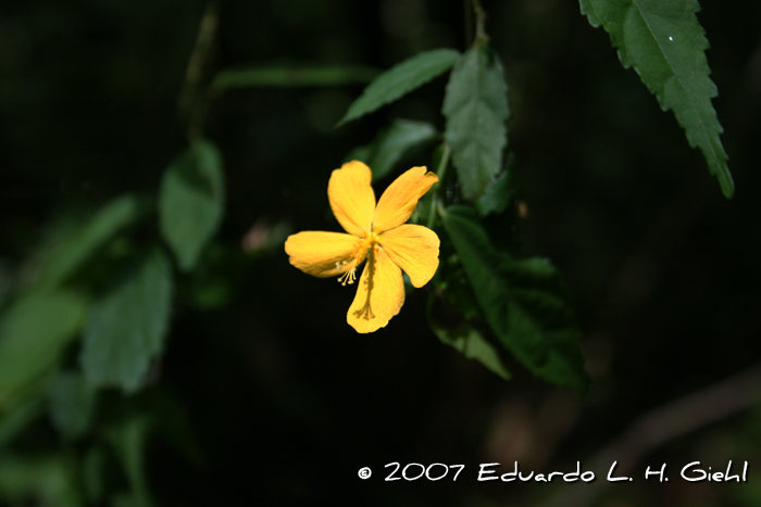 Pavonia sepium