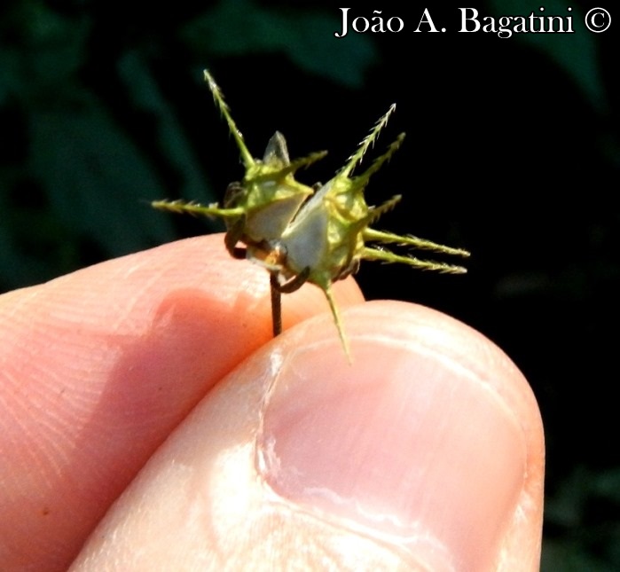 Pavonia sepium