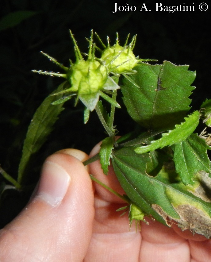 Pavonia sepium