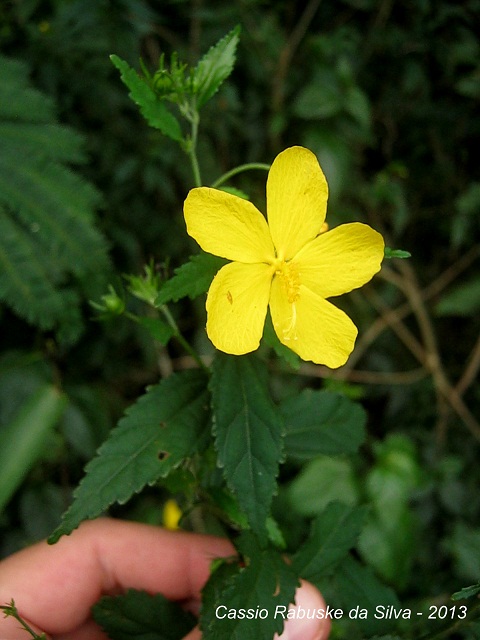 Pavonia sepium