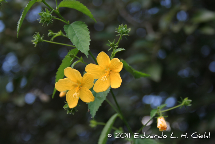 Pavonia sepium