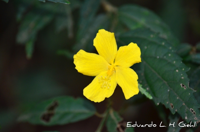 Pavonia sepium