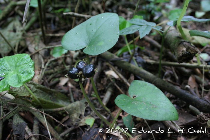 Geophila macropoda