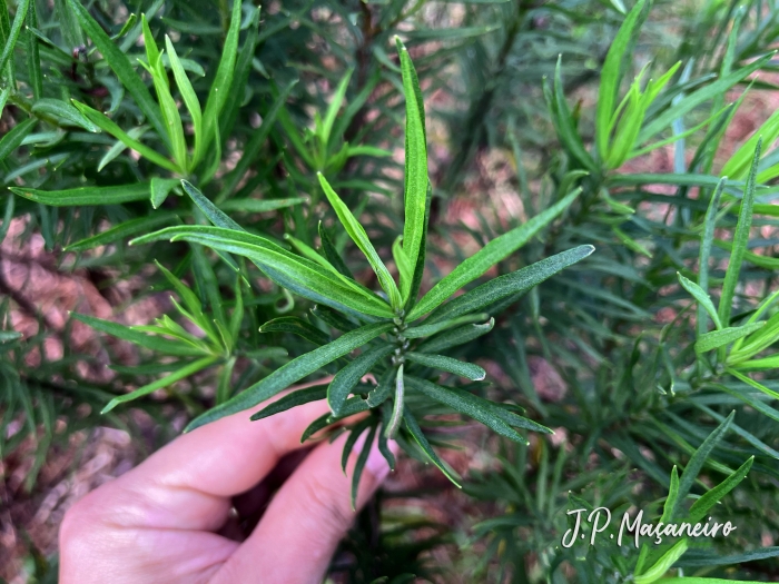 Baccharis aliena