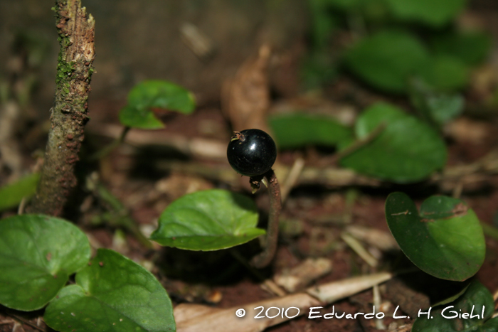 Geophila macropoda