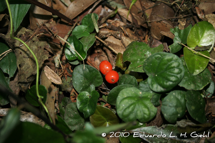 Geophila repens