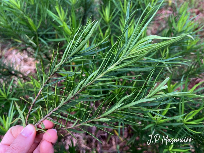 Baccharis aliena