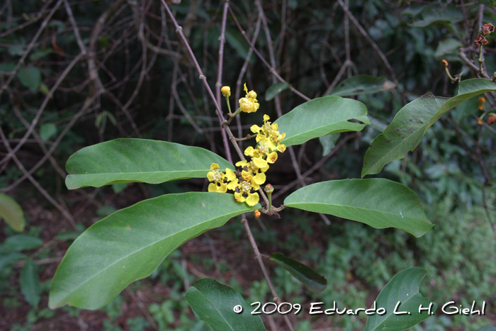 Hiraea fagifolia