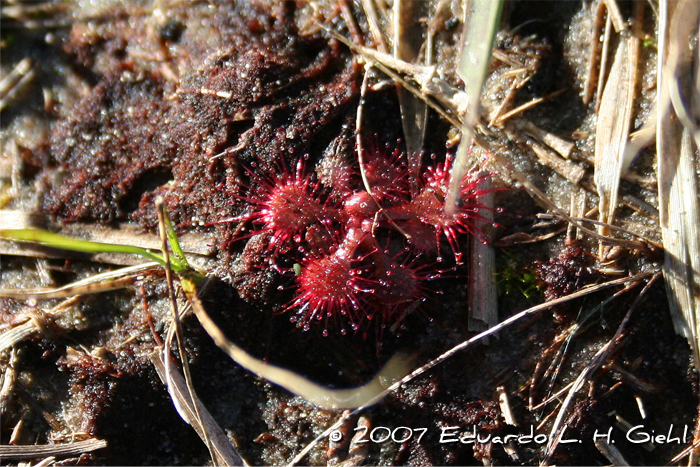 Drosera communis