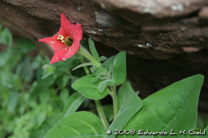 Petunia exserta