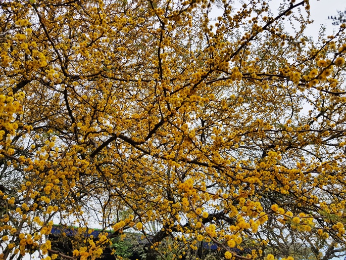 Vachellia caven