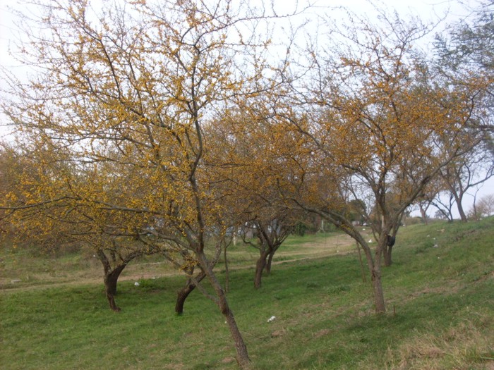 Vachellia caven