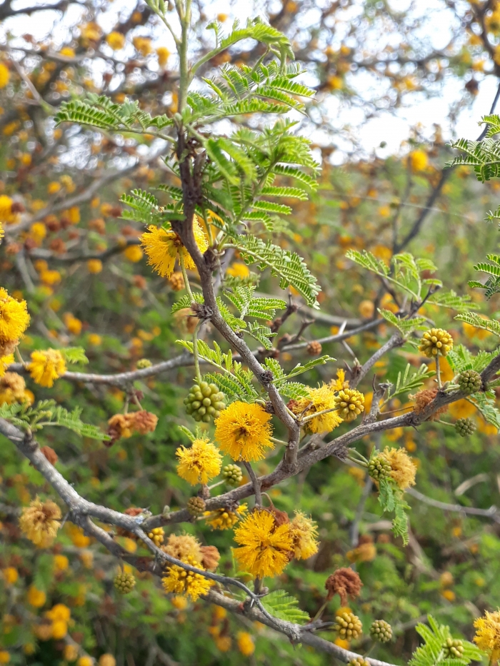 Vachellia caven