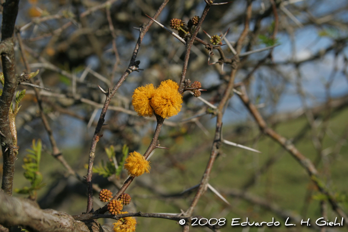 Vachellia caven