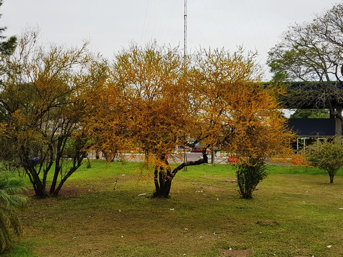 Vachellia caven