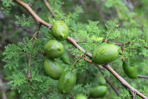 Vachellia caven