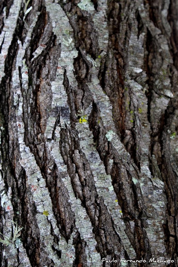 Vachellia caven