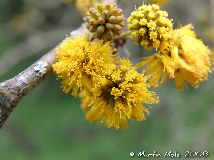 Vachellia caven