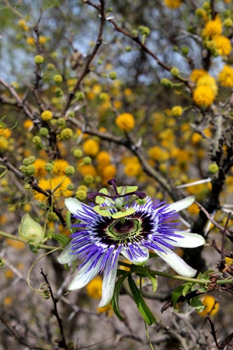 Passiflora caerulea