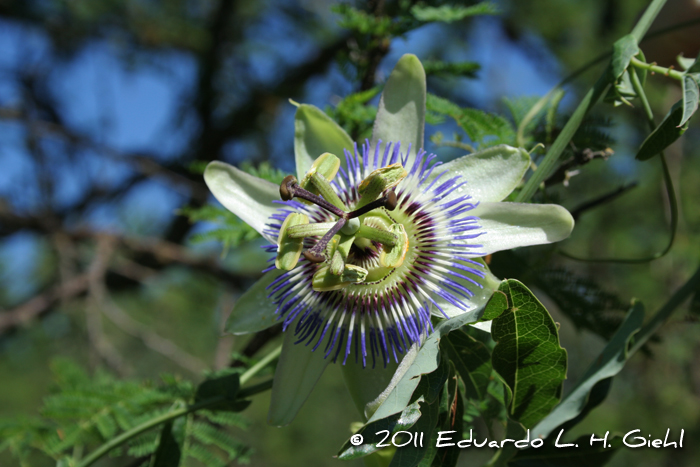 Passiflora caerulea