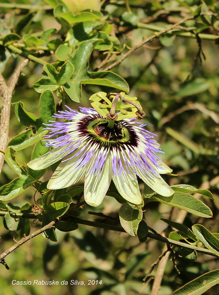 Passiflora caerulea