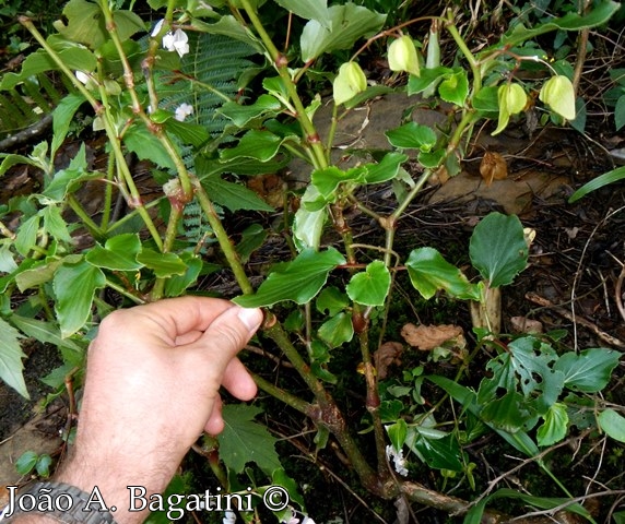 Begonia cucullata