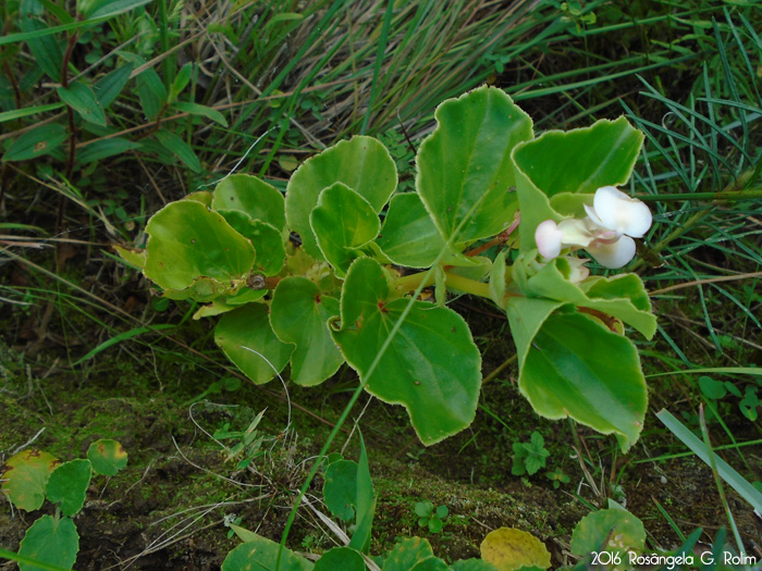 Begonia cucullata