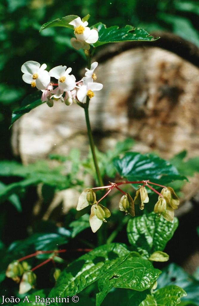 Begonia cucullata