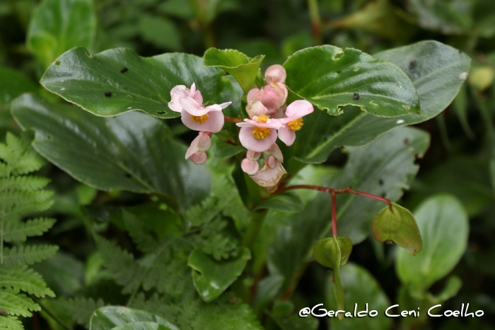 Begonia cucullata